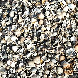 10 m3 Gewassen Schelpen, Los Gestort