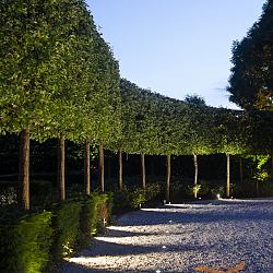 ACE Corten