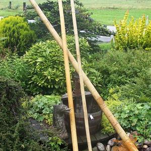 Bamboepalen GEEL Ø 4-5x240 cm.