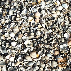 MINI Big-Bag Schelpen