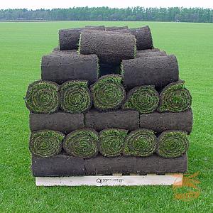 1 Volle Pallet Queens Grass Graszode 60m2.