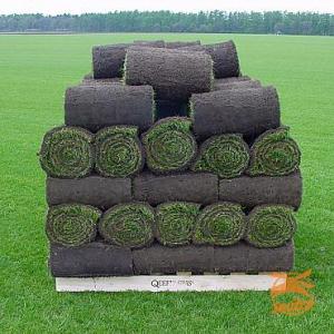 2 Volle Pallets Queens Grass Graszode Schaduw 120 m2