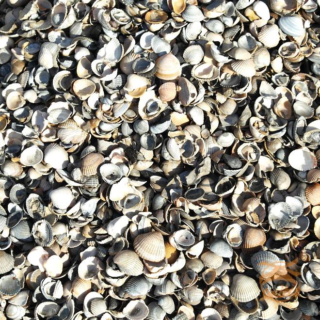 8 m3 Gewassen Schelpen Los Gestort